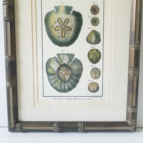 1700s Sand Dollar Echinoderm Print, Natural History Collection by Benard Direxit - Picture 4 of 11